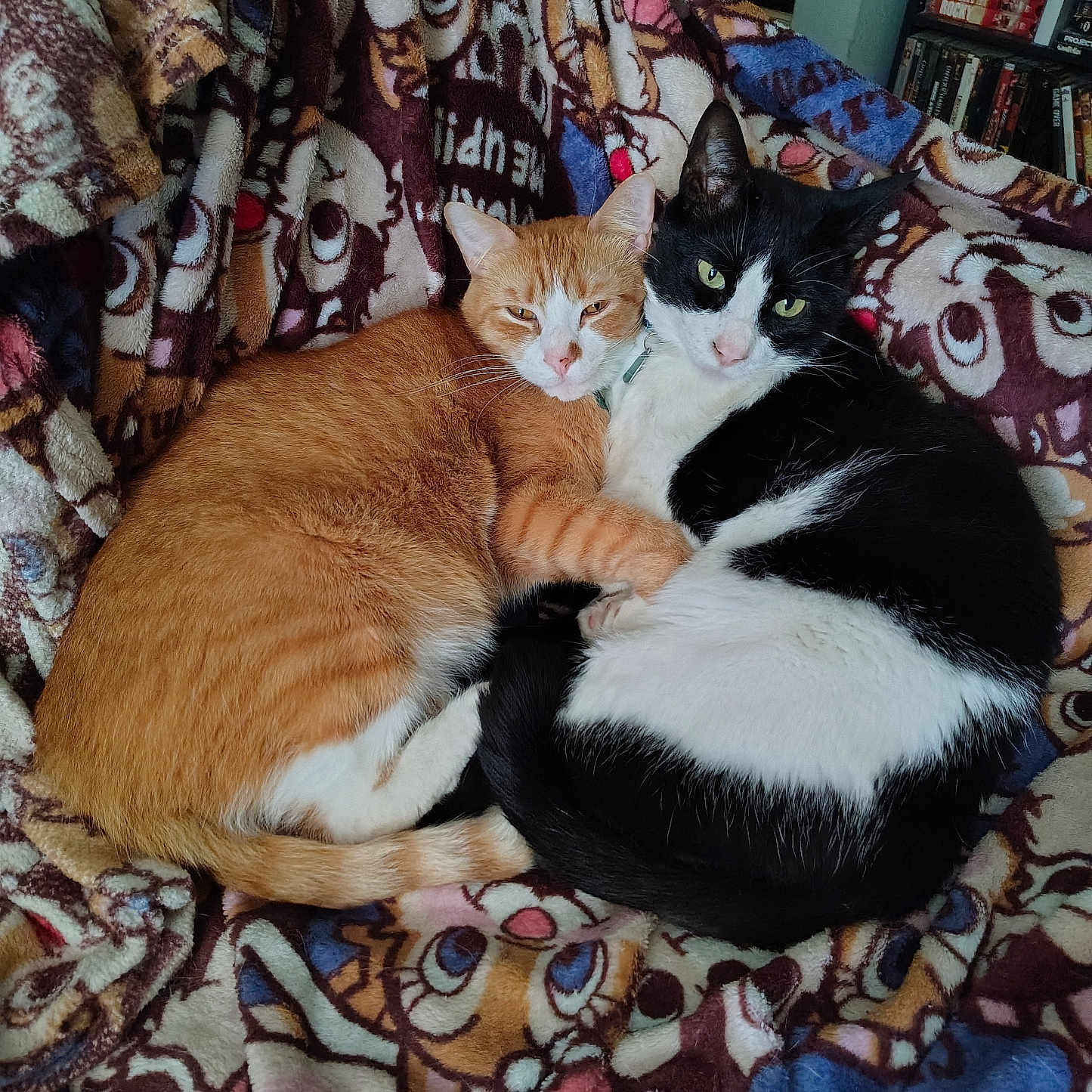 Bandit joined the competition — help win amazing prizes! animal, black_and_white_cat, blanket, cartoon_pattern, cat, close_up, companion, cozy, cute, domestic_cat, feline, fur, indoor, mammal, orange_cat, pet, relaxed, resting, snuggling, two_animals