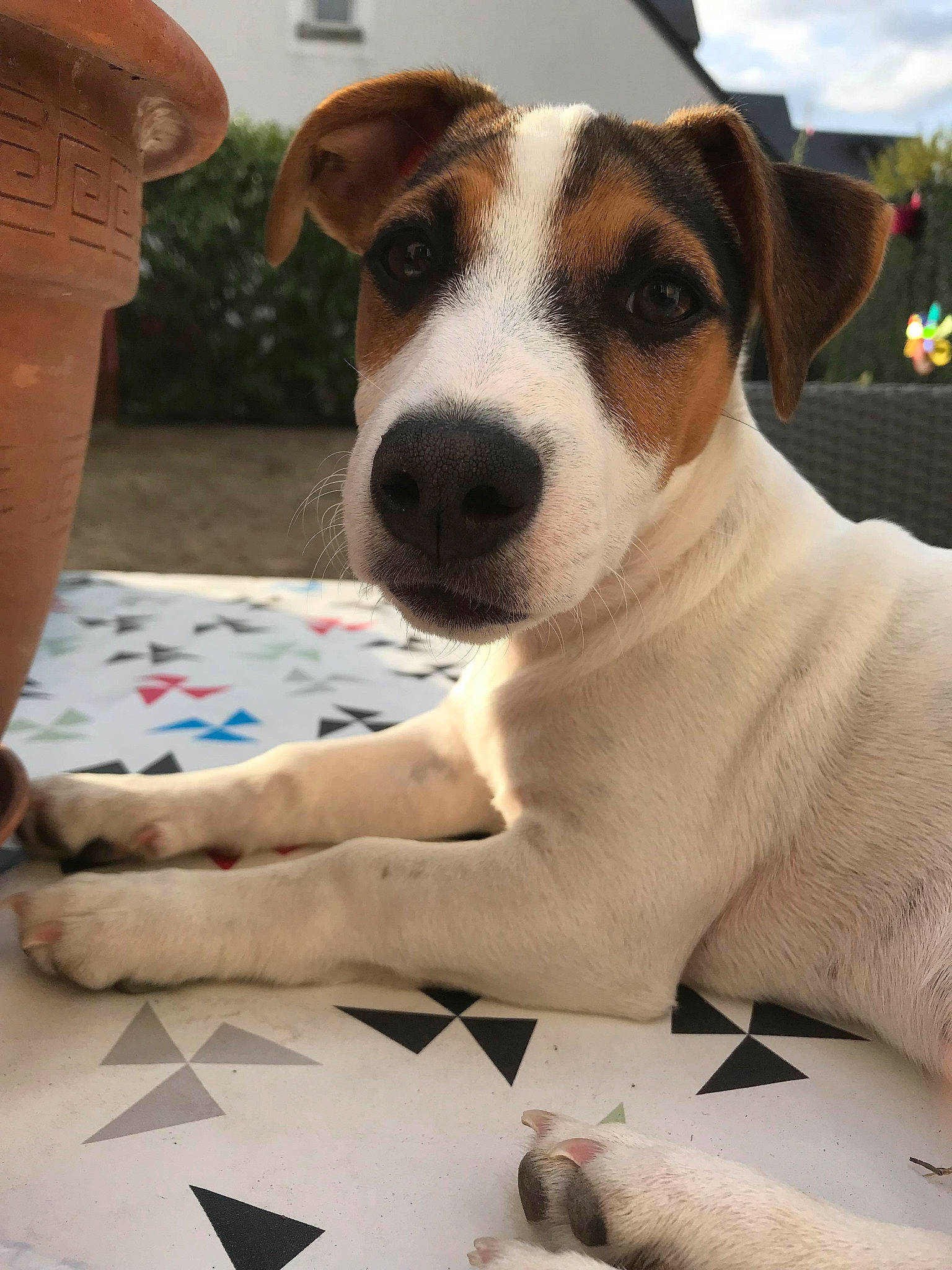 Guimly participe au concours pour gagner de l'argent avec cette photo : brazilian_terrier, canidae, carnivore, chilean_fox_terrier, companion_dog, danish_swedish_farmdog, dog, dog_breed, fawn, fox_terrier, jack_russell_terrier, mammal, parson_russell_terrier, rare_breed_dog, ratonero_bodeguero_andaluz, russell_terrier, smooth_fox_terrier, snout, tenterfield_terrier, vertebrate
