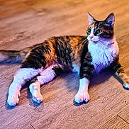 Penelope Rose joined the competition — help win amazing prizes! cat, calico_cat, pet, animal, feline, domestic_cat, wooden_floor, collar, necklace, white_paws, orange_fur, black_fur, sitting, laying_down, indoor, cute, curious, whiskers, ears, tail