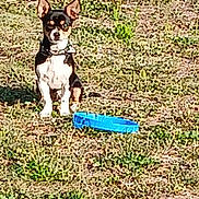 Lisa a rejoint le concours — aidez-le/la à gagner de superbes lots ! animal, black, brown, collar, cute, daytime, dog, ears, frisbee, grass, ground, nature, outdoor, pet, play, sitting, small_dog, toy, watching, white