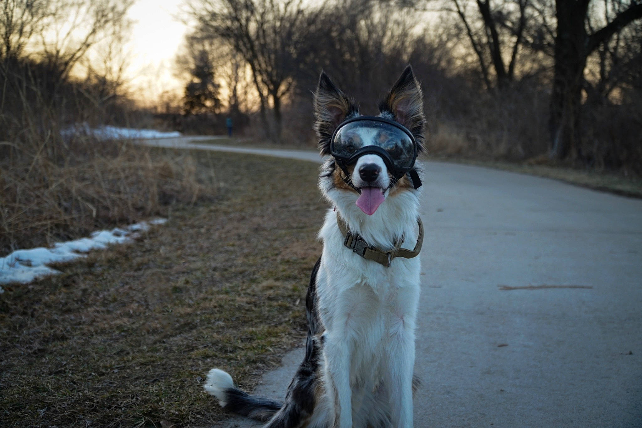 Kodiak joined the competition — help win amazing prizes! carnivore, collar, companion_dog, dog, dog_breed, dog_collar, dog_supply, fawn, grass, grey, leash, pet_supply, plant, road, sky, sporting_group, tail, tree, whiskers, working_animal