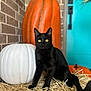 animal, autumn, black_cat, brick_wall, cat, door, fall_decor, feline, halloween, holiday, orange_pumpkin, outdoor, pet, portrait, pumpkin, seasonal, sitting, straw, white_pumpkin, yellow_eyes
