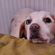 Pearl participe au concours pour gagner de l'argent avec cette photo : blanket, brown_spots, canine, close_up, cozy, dog, eyes, face, fur, head, indoors, muzzle, nostrils, pet, portrait, relaxed, resting, snout, texture, white_fur