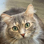 Sushi a rejoint le concours — aidez-le/la à gagner de superbes lots ! animal, cat, closeup, cozy, curious, cute, domestic, feline, fluffy, fur, gray, green_eyes, indoor, mammal, pet, portrait, sitting, soft, whiskers, white