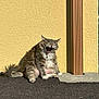 Sushi a rejoint le concours — aidez-le/la à gagner de superbes lots ! animal, bell, building, cat, collar, daylight, feline, fluffy, fur, outdoor, paw, pet, relaxed, shadow, sitting, sunlight, tail, texture, yawning, yellow_wall