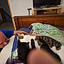 animal, bed, black_cat, blanket, cat, comfort, couch, cozy, furniture, hand, indoor, interaction, living_room, man, pet, resting, sleeping, tabby_cat, television, wooden_headboard