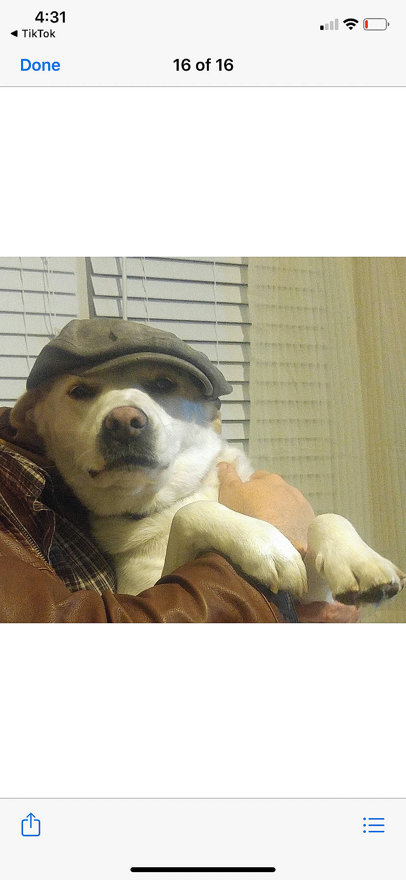 Honie joined the competition — help win amazing prizes! american_pit_bull_terrier, american_staffordshire_terrier, canidae, carnivore, companion_dog, dog, dog_breed, mammal, non_sporting_group, nose, pit_bull, puppy, snout, sporting_group, vertebrate