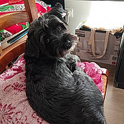 Max a rejoint le concours — aidez-le/la à gagner de superbes lots ! dog, black_dog, shaggy_fur, long_hair, pet, animal, sitting, lying_down, indoors, chair, patterned_blanket, wooden_furniture, home, living_room, portrait, side_eye, brown_eyes, floppy_ears, relaxed, photography