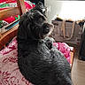 dog, black_dog, shaggy_fur, long_hair, pet, animal, sitting, lying_down, indoors, chair, patterned_blanket, wooden_furniture, home, living_room, portrait, side_eye, brown_eyes, floppy_ears, relaxed, photography