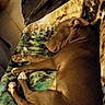 dog, brown_dog, sleeping, lying_down, relaxed, indoors, blanket, bed, fuzzy_blanket, pet, animal, short_hair, floppy_ears, closed_eyes, paws, legs, cozy, nap, home, portrait