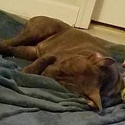 Rue joined the competition — help win amazing prizes! dog, brown_dog, sleeping, lying_down, pet, indoors, blanket, bed, relaxed, sleepy, floppy_ears, fur, canine, home, cozy, resting, floor, door, portrait, low_light