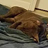 dog, brown_dog, sleeping, lying_down, pet, indoors, blanket, bed, relaxed, sleepy, floppy_ears, fur, canine, home, cozy, resting, floor, door, portrait, low_light