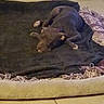 Rue is registered to the contest to win money with this photo: dog, puppy, sleeping, lying_down, relaxed, brown_fur, floppy_ears, paws, pet, animal, dog_bed, blanket, couch, indoor, home, tile_floor, cozy, resting, portrait, cute