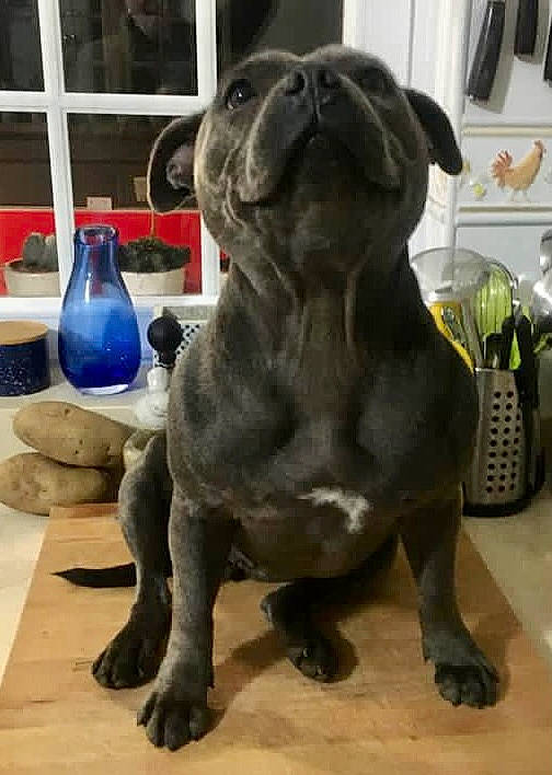 Pixi participe au concours pour gagner de l'argent avec cette photo : answering_machine, art, carnivore, companion_dog, corded_phone, dog, dog_breed, dog_collar, fawn, fur, liver, snout, sporting_group, tableware, tail, telephone, terrestrial_animal, toy_dog, whiskers, working_animal