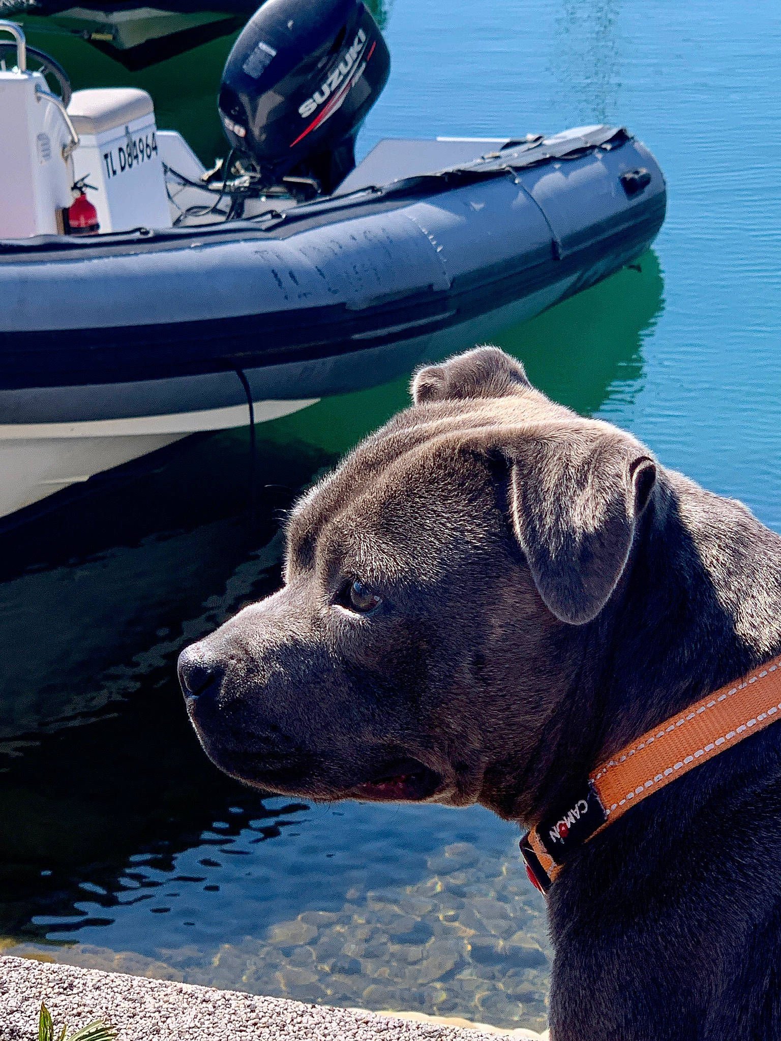 Pixi participe au concours pour gagner de l'argent avec cette photo : blue, boat, boats_and_boating_equipment_and_supplies, carnivore, collar, dog, dog_breed, dog_collar, inflatable_boat, lake, naval_architecture, personal_protective_equipment, pet_supply, rigid_hulled_inflatable_boat, skiff, vehicle, water, water_transportation, watercraft, working_animal