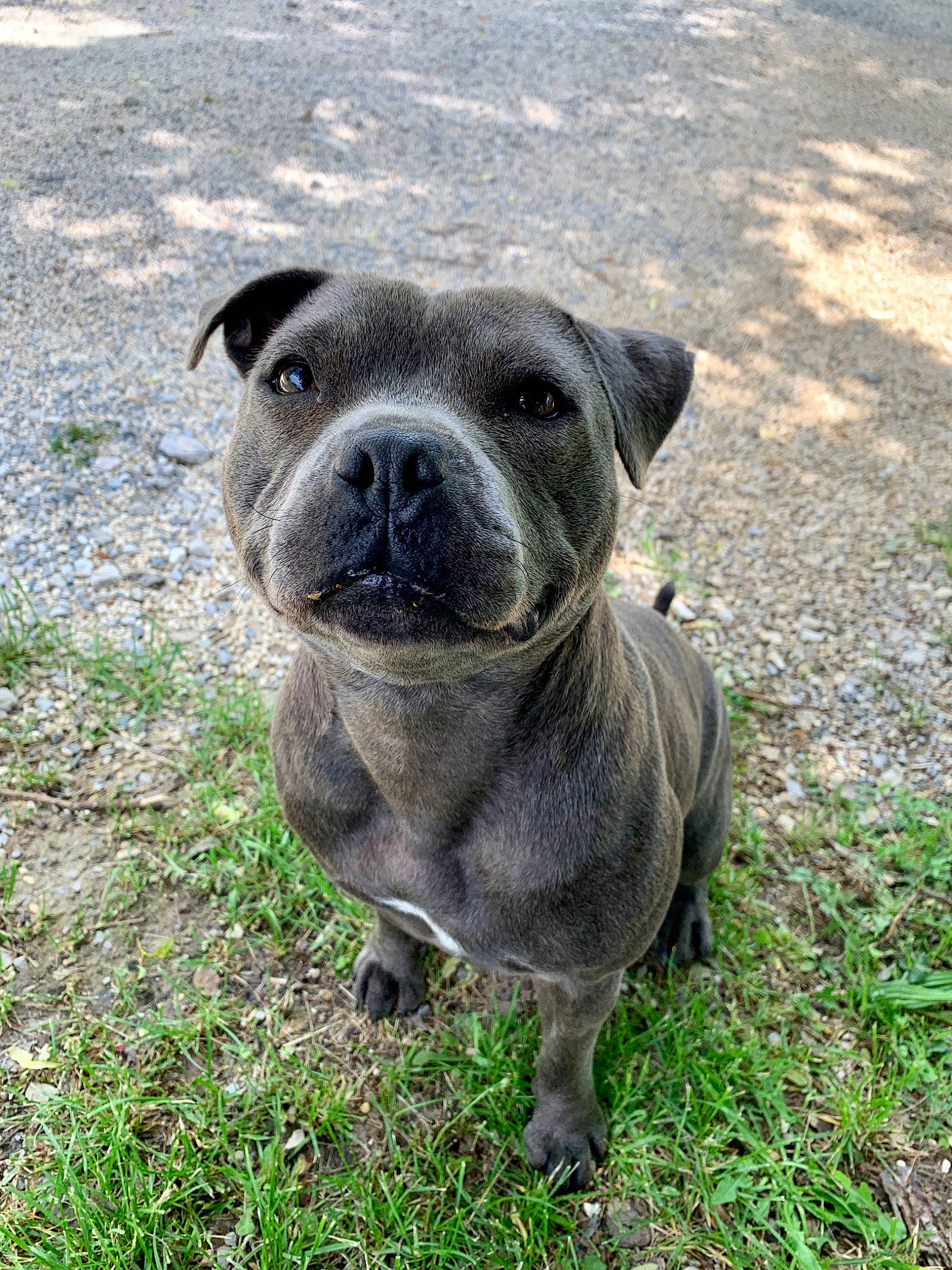 Pixi a rejoint le concours — aidez-le/la à gagner de superbes lots ! ancient_dog_breeds, art, bulldog, canidae, carnivore, companion_dog, dog, dog_breed, eye, fawn, grass, molosser, non_sporting_group, plant, sporting_group, terrestrial_animal, whiskers, wildlife, working_animal, wrinkle