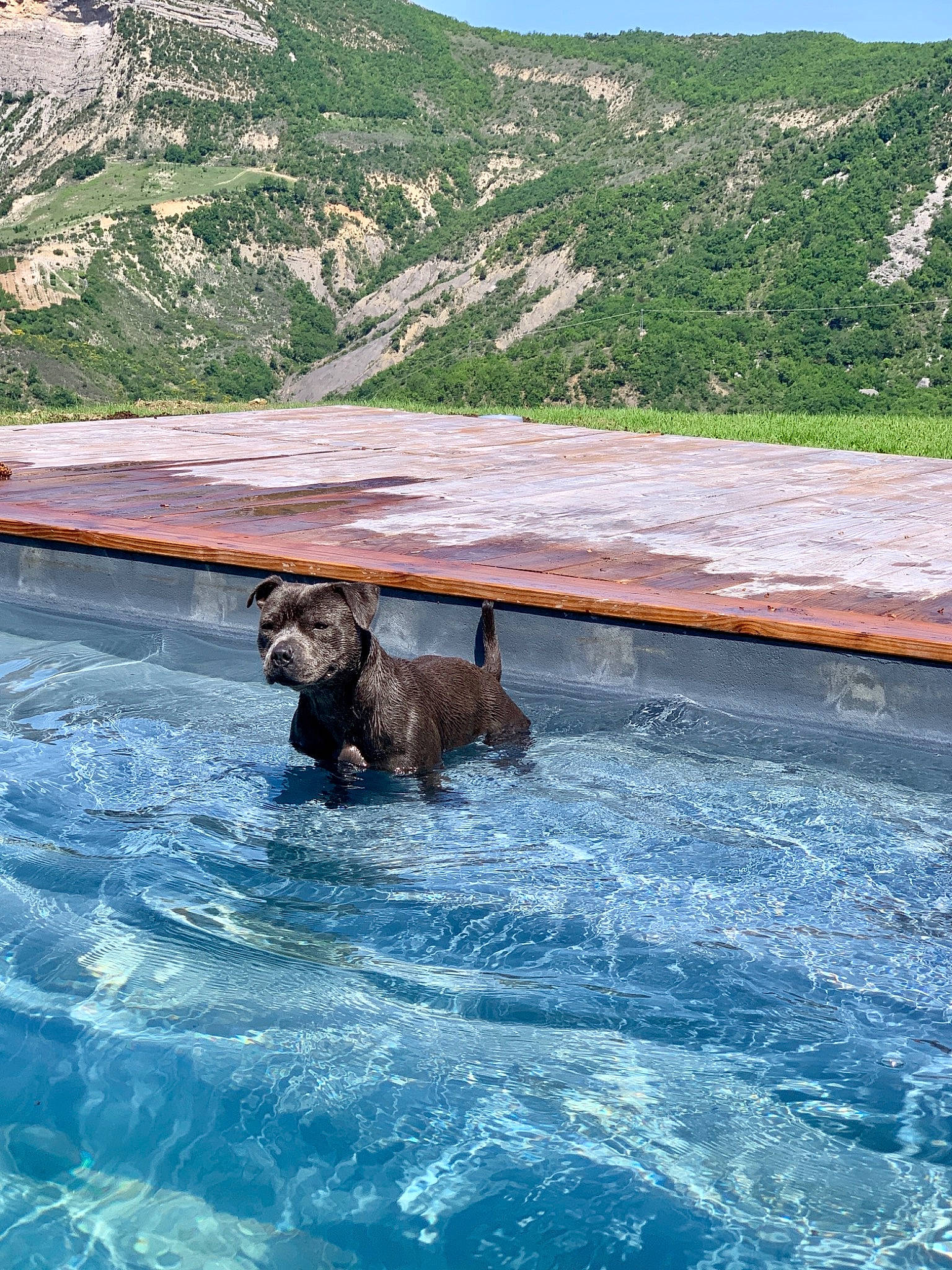 Pixi a rejoint le concours — aidez-le/la à gagner de superbes lots ! canidae, carnivore, companion_dog, dog, dog_breed, gun_dog, lake, landscape, leisure, liquid, mountain, mountain_range, plant, recreation, sky, sporting_group, swimming_pool, water, water_resources, working_animal