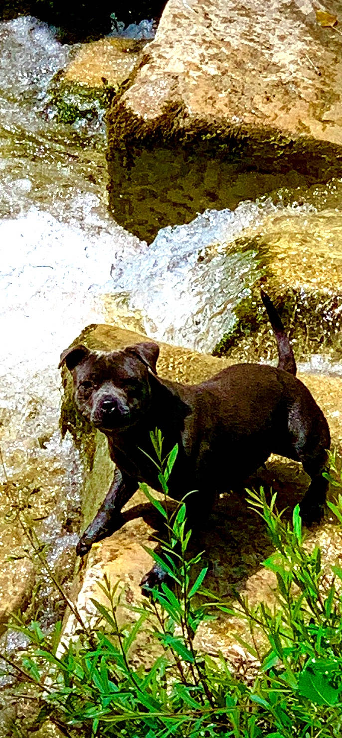 Pixi participe au concours pour gagner de l'argent avec cette photo : adventure, canidae, carnivore, companion_dog, dog, dog_breed, fawn, grass, leaf, liver, plant, rock, shrub, sporting_group, tail, terrestrial_animal, trunk, water, wood, working_animal