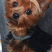 Chipie participe au concours pour gagner de l'argent avec cette photo : affenpinscher, airedale, animal, canine, dog, pet, puppy, snout, terrier, whitedog