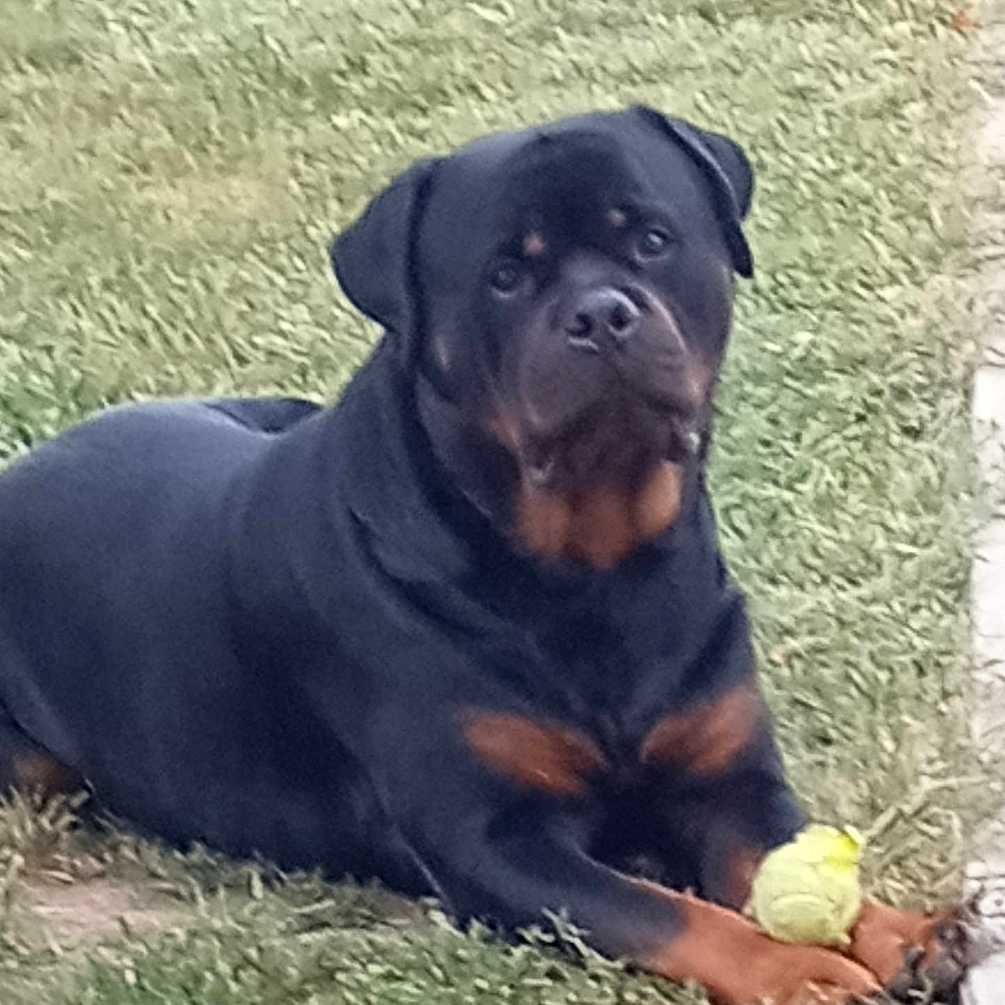 Anubis joined the competition — help win amazing prizes! animal, ball, boxer, bulldog, canine, dog, football, grass, labradorretriever, pet, pitbull, plant, pug, puppy, soccer, soccerball, sphere, sport, tennis, tennisball