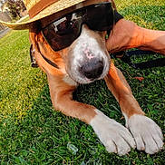 Happy is registered to the contest to win money with this photo: close_up, dog, funny_costume, grass, green_grass, human_hand, ice_cubes, leash, muzzle, nose, outdoors, paws, portrait, reflection, resting, straw_hat, summer, sunglasses, sunlight, white_marking