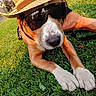 close_up, dog, funny_costume, grass, green_grass, human_hand, ice_cubes, leash, muzzle, nose, outdoors, paws, portrait, reflection, resting, straw_hat, summer, sunglasses, sunlight, white_marking