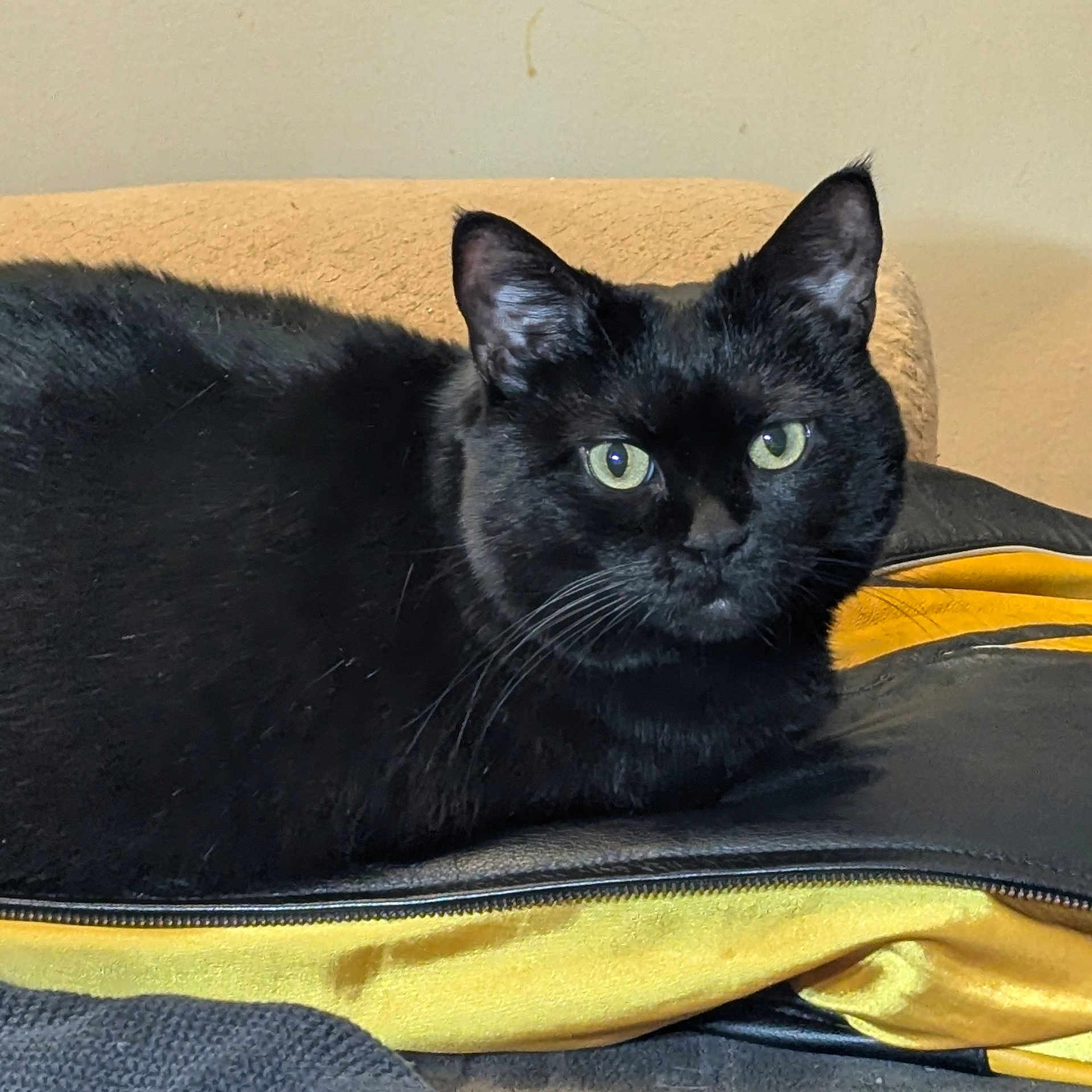 Shadow joined the competition — help win amazing prizes! abyssinian, animal, blackcat, blanket, cat, couch, cushion, furniture, homedecor, kitten, manx, pet