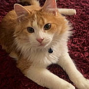 Thunder Cat is registered to the contest to win money with this photo: cat, orange_cat, white_cat, fluffy, pet, collar, indoor, carpet, red_carpet, animal, feline, cute, curious, lying_down, paws, whiskers, close_up, domestic_cat, soft_fur, relaxed