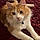 Thunder Cat