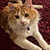 Thunder Cat