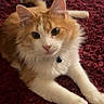 cat, orange_cat, white_cat, fluffy, pet, collar, indoor, carpet, red_carpet, animal, feline, cute, curious, lying_down, paws, whiskers, close_up, domestic_cat, soft_fur, relaxed