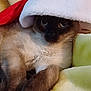 cat, siamese_cat, pet, animal, feline, santa_hat, holiday, blanket, soft, cozy, resting, fur, whiskers, closeup, indoor, cute, relaxed, sleepy, warm, comfort