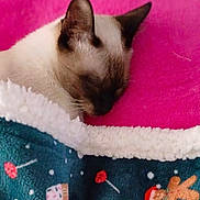 éros a rejoint le concours — aidez-le/la à gagner de superbes lots ! cat, siamese, sleeping, blanket, cozy, pink_background, festive, gingerbread, candy, fur, pet, cute, domestic_animal, resting, indoor, closeup, animal, comfort, warm, relaxed