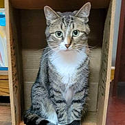 Tobby joined the competition — help win amazing prizes! abyssinian, animal, box, cardboard, carton, cat, crate, egyptiancat, hardwood, indoors, kitten, manx, pet, stainedwood, wood