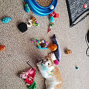 Simba joined the competition — help win amazing prizes! cat, toy, carpet, orange_cat, white_cat, playful, pet, indoor, animal, colorful, feather_toy, ball_toy, scratching_toy, plush_toy, cat_toys, feline, curious, floor, pet_play, domestic_cat