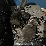 Kovu joined the competition — help win amazing prizes! animal, armchair, canine, car, car_interior, carseat, cat, chair, couch, cushion, dog, furniture, homedecor, hound, person, pet, puppy, sleeping, transportation, vehicle