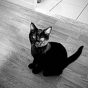 Colonel Poilu participe au concours pour gagner de l'argent avec cette photo : black_cat, cat, pet, animal, indoor, floor, wooden_floor, doorway, looking_up, feline, whiskers, ears, tail, sitting, home, domestic_animal, cute, curious, monochrome, black_and_white