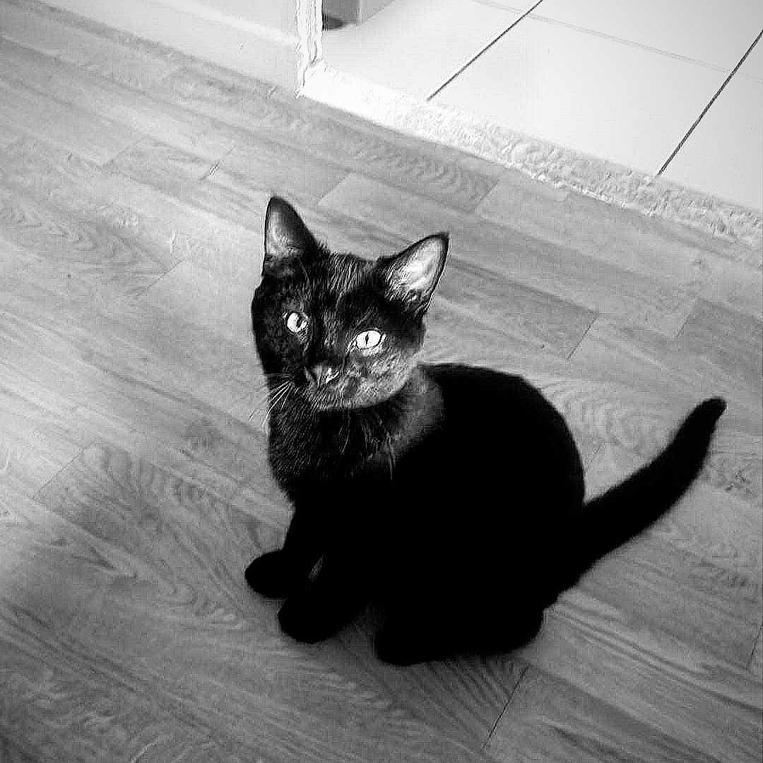 Colonel Poilu participe au concours pour gagner de l'argent avec cette photo : animal, black_and_white, black_cat, cat, curious, cute, domestic_animal, doorway, ears, feline, floor, home, indoor, looking_up, monochrome, pet, sitting, tail, whiskers, wooden_floor