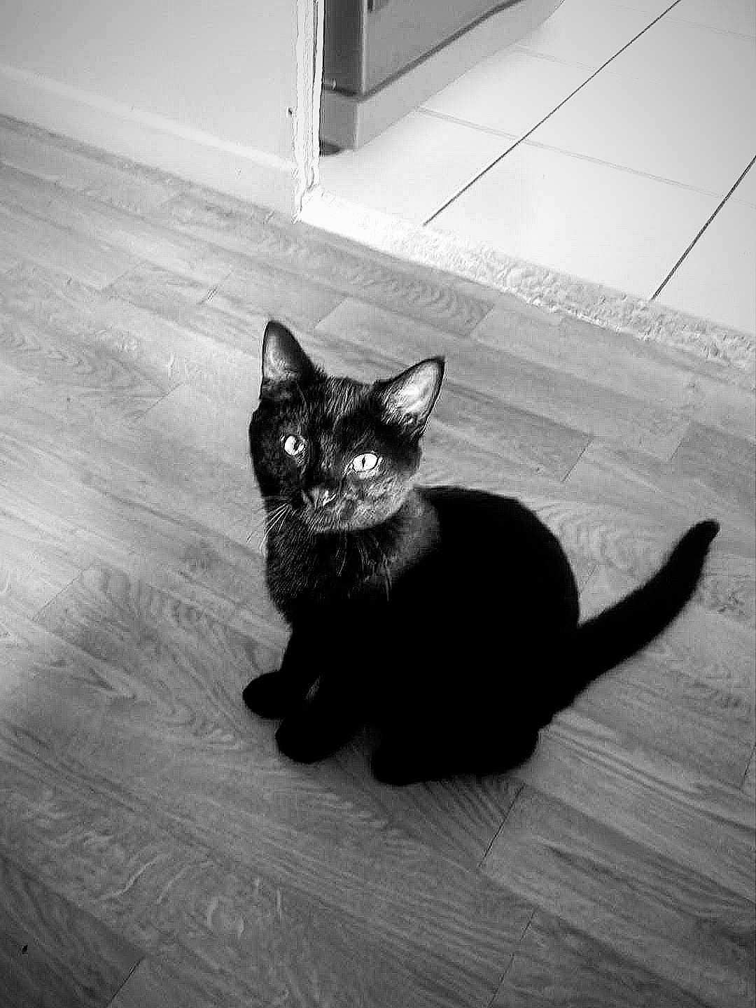 Colonel Poilu participe au concours pour gagner de l'argent avec cette photo : black_cat, cat, pet, animal, indoor, floor, wooden_floor, doorway, looking_up, feline, whiskers, ears, tail, sitting, home, domestic_animal, cute, curious, monochrome, black_and_white