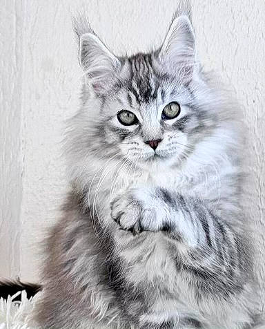 Weston a rejoint le concours — aidez-le/la à gagner de superbes lots ! carnivore, cat, domestic_short_haired_cat, felidae, fur, illustration, monochrome, monochrome_photography, paw, small_to_medium_sized_cats, snout, terrestrial_animal, whiskers