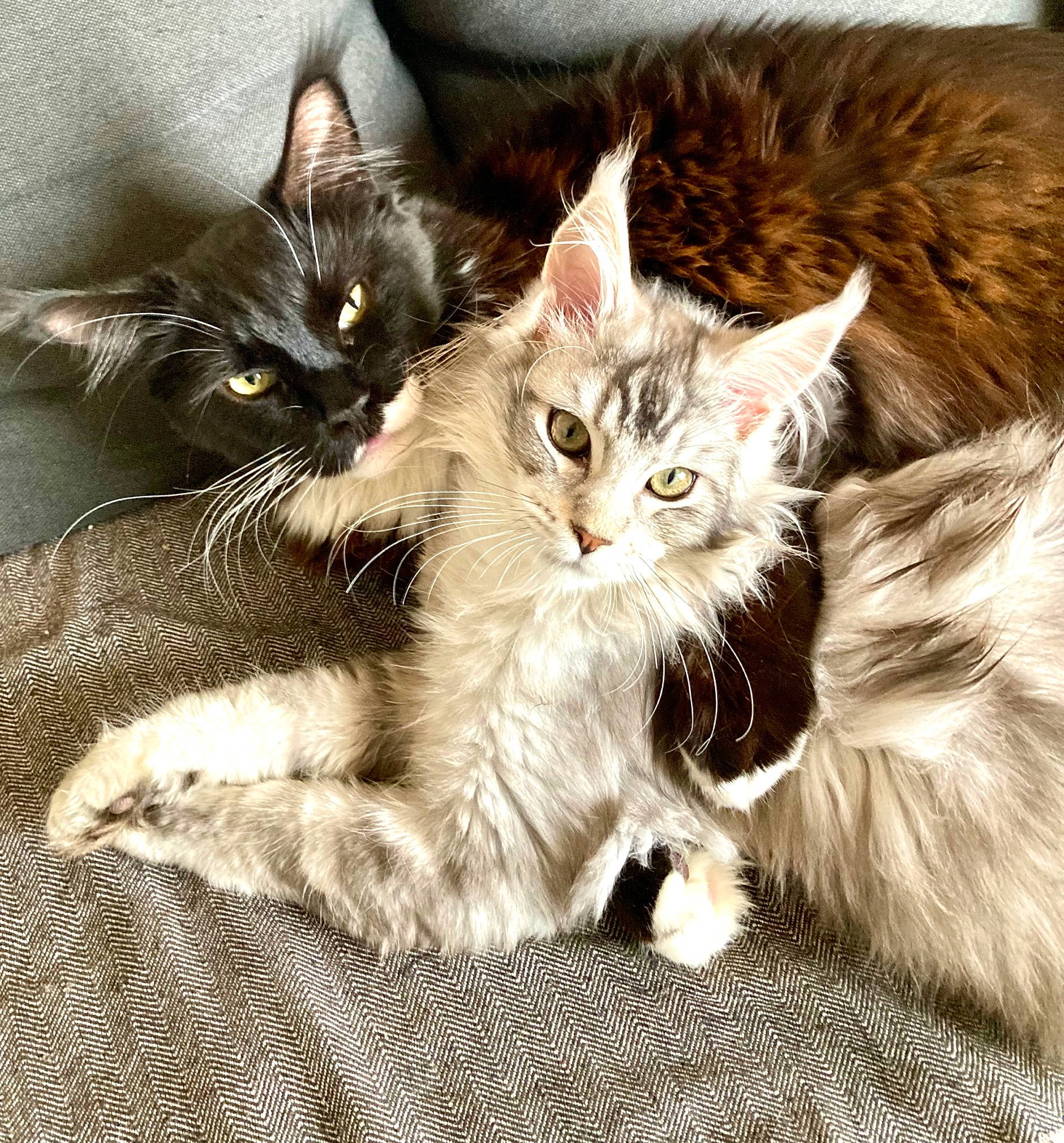 Weston a rejoint le concours — aidez-le/la à gagner de superbes lots ! carnivore, cat, claw, comfort, domestic_short_haired_cat, felidae, foot, fur, paw, small_to_medium_sized_cats, snout, tail, terrestrial_animal, whiskers