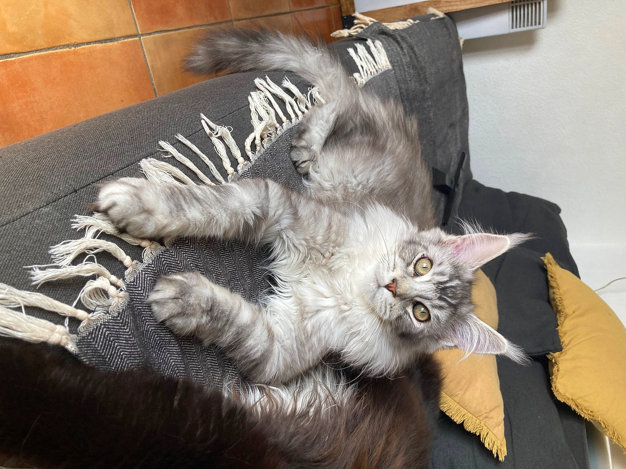 Weston a rejoint le concours — aidez-le/la à gagner de superbes lots ! carnivore, cat, claw, comfort, domestic_short_haired_cat, felidae, fur, grey, metal, paw, small_to_medium_sized_cats, tail, whiskers