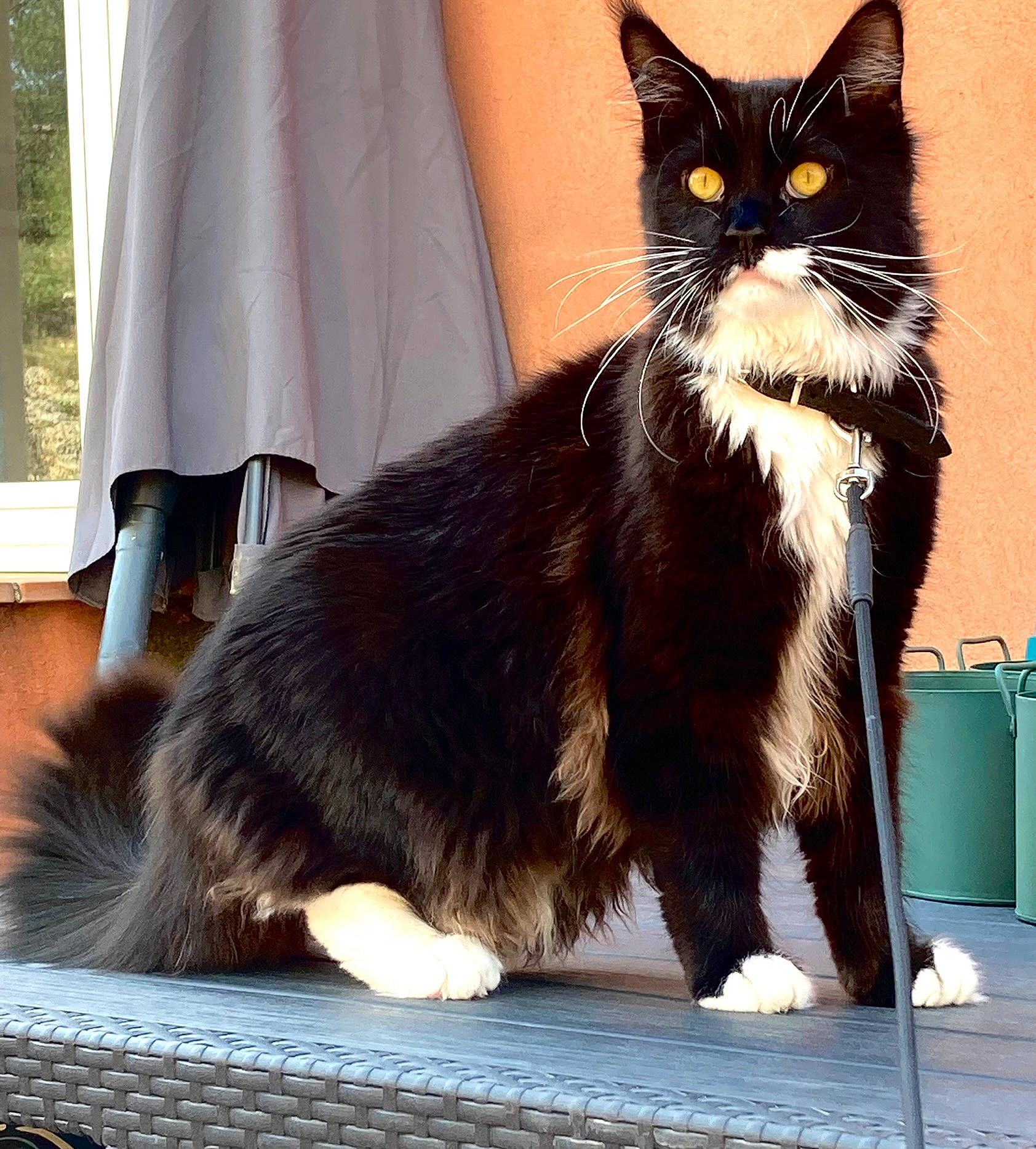 Wilson a rejoint le concours — aidez-le/la à gagner de superbes lots ! black_cat, carnivore, cat, claw, domestic_short_haired_cat, fawn, felidae, foot, fur, human_leg, paw, sitting, small_to_medium_sized_cats, snout, tail, terrestrial_animal, whiskers, window