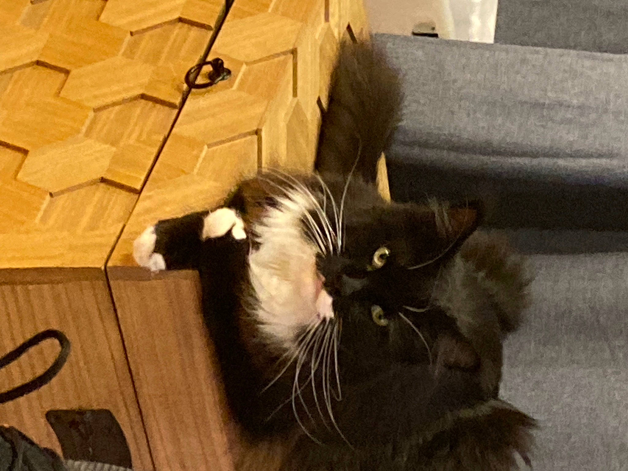 Wilson participe au concours pour gagner de l'argent avec cette photo : box, carnivore, carton, cat, claw, comfort, couch, domestic_short_haired_cat, felidae, floor, flooring, fur, hardwood, shipping_box, small_to_medium_sized_cats, snout, tail, terrestrial_animal, whiskers, wood