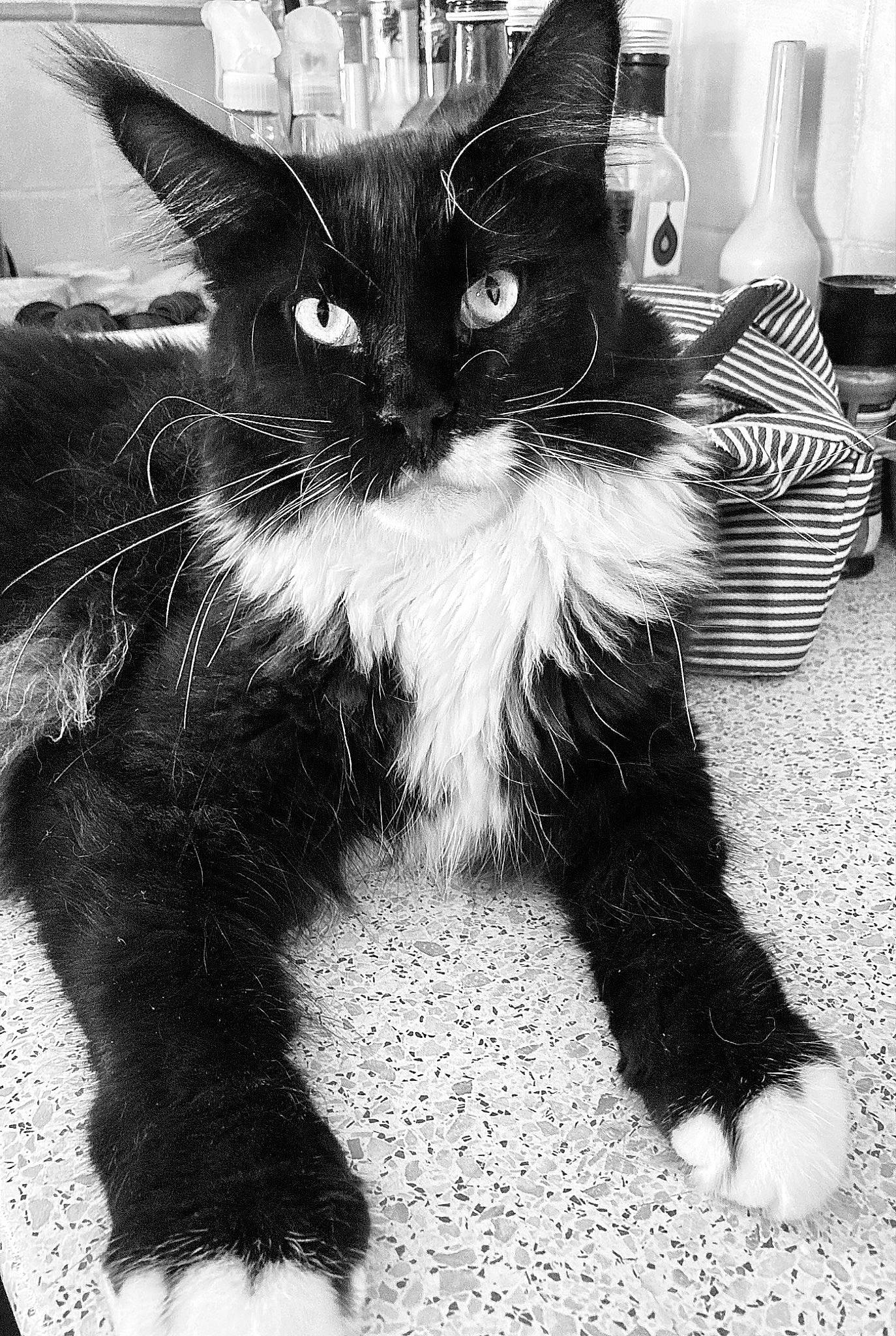 Wilson participe au concours pour gagner de l'argent avec cette photo : black, black_and_white, carnivore, cat, comfort, domestic_short_haired_cat, eye, eyewear, felidae, foot, fur, leg, monochrome, monochrome_photography, paw, small_to_medium_sized_cats, snout, style, tail, whiskers