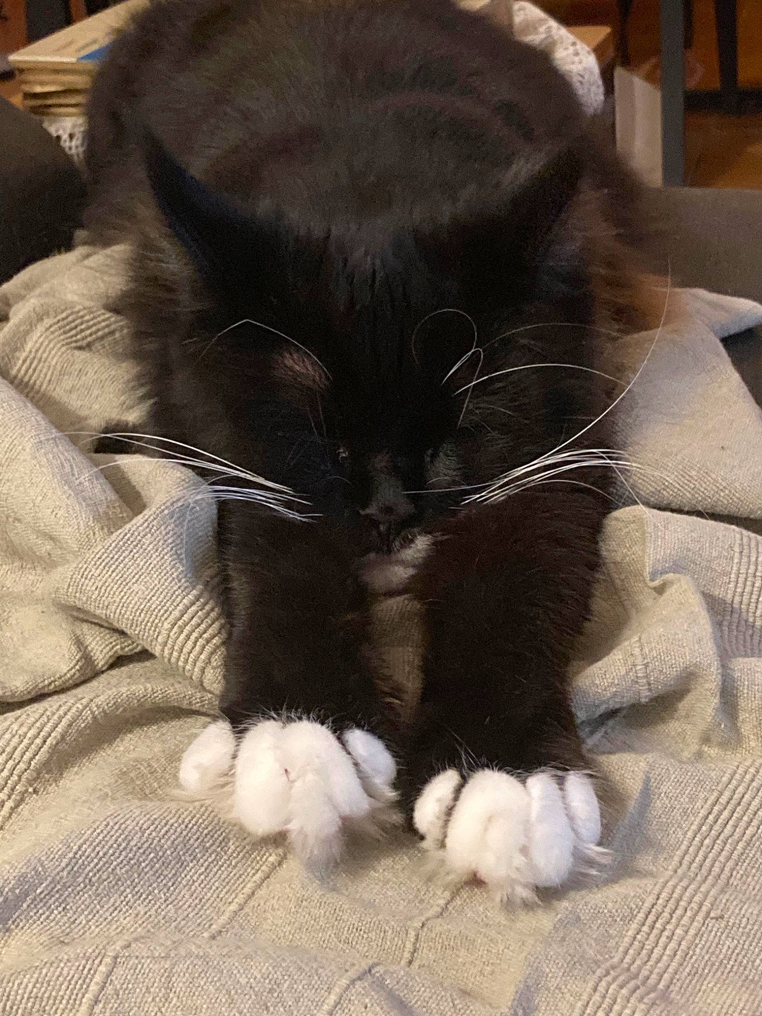 Wilson participe au concours pour gagner de l'argent avec cette photo : black_cat, carnivore, cat, claw, comfort, domestic_short_haired_cat, felidae, flooring, fur, grey, nap, paw, sleep, small_to_medium_sized_cats, snout, tail, whiskers