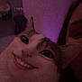 cat, close_up, face, smile, human_teeth, indoor, purple_light, pet, animal, funny, digital_edit, whiskers, fur, ears, person, dark, portrait, cute, expression, weird