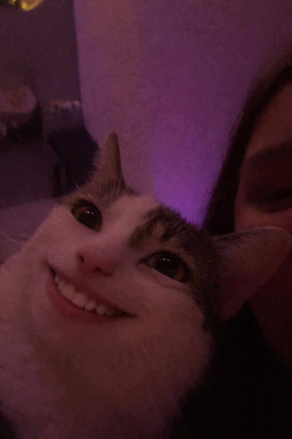 Lucy Goosey joined the competition — help win amazing prizes! cat, close_up, face, smile, human_teeth, indoor, purple_light, pet, animal, funny, digital_edit, whiskers, fur, ears, person, dark, portrait, cute, expression, weird