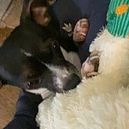 Little Bit is registered to the contest to win money with this photo: dog, black_dog, white_markings, fluffy_object, toy, hand, indoor, close_up, pet, curious, sniffing, nuzzling, furry, animal, soft_texture, couch, person, casual, home, relaxed