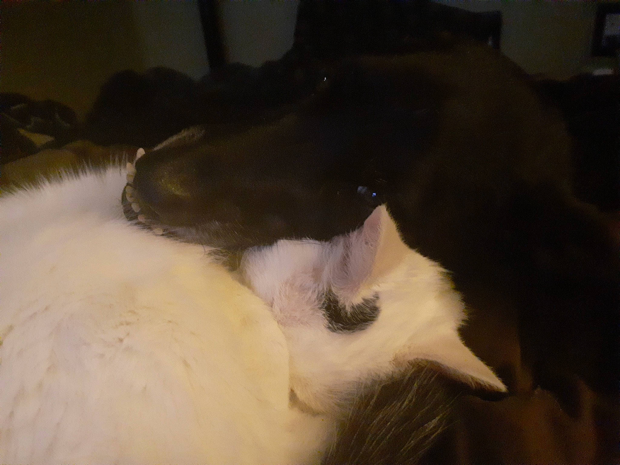 Savage is registered to the contest to win money with this photo: borzoi, canidae, carnivore, comfort, companion_dog, dog, dog_breed, ear, fawn, felidae, fur, guard_dog, paw, silken_windhound, small_to_medium_sized_cats, sporting_group, tail, terrestrial_animal, whiskers, working_animal